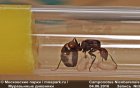 Дневник Рыжего реактивного муравья №1 (Camponotus nicobarensis)