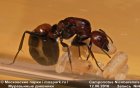 Дневник Рыжего реактивного муравья №1 (Camponotus nicobarensis) #4