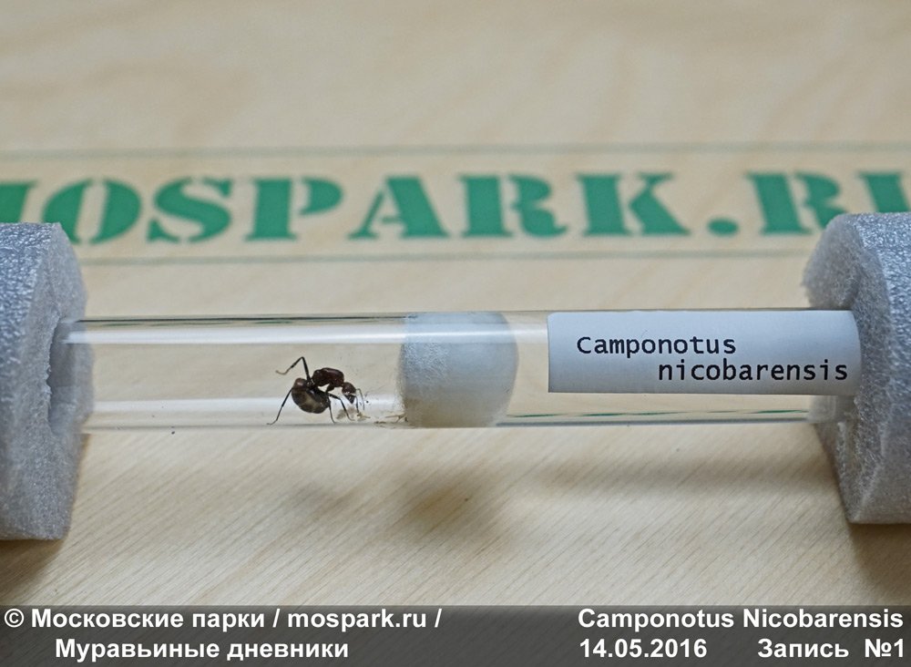 Дневник Рыжего реактивного муравья №1 (Camponotus nicobarensis) 