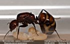 Дневник Рыжего реактивного муравья №1 (Camponotus nicobarensis)