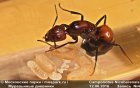Дневник Рыжего реактивного муравья №1 (Camponotus nicobarensis) #4