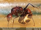 Дневник Рыжего реактивного муравья №1 (Camponotus nicobarensis) 
