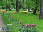 Ботанический сад Московского университета 