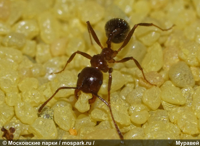 Содержание муравьев