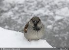 Воробей