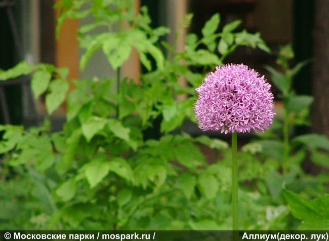 Лук декоративный