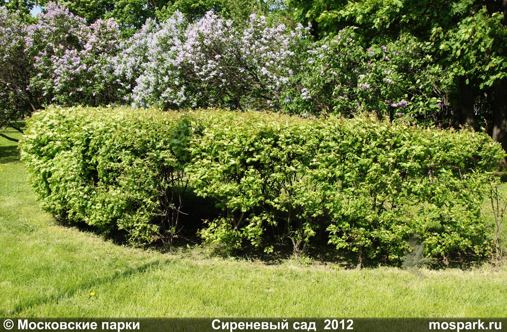 Сиреневый сад 2012 г.